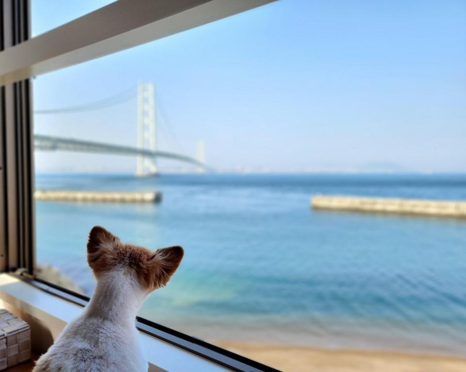 Eine Katze, die aus dem Fenster auf den Ozean blickt in der Unterkunft Tiz wan 明石大橋 in Awaji