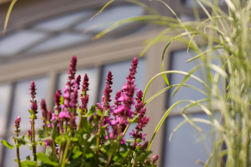 Un mazzo di fiori rosa davanti a una casa di Mimosa Hotel a Westerland