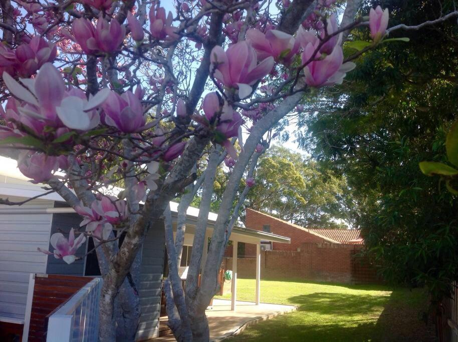 un magnolia avec des fleurs roses devant une maison dans l'établissement Magnolia Cottage, à Coffs Harbour