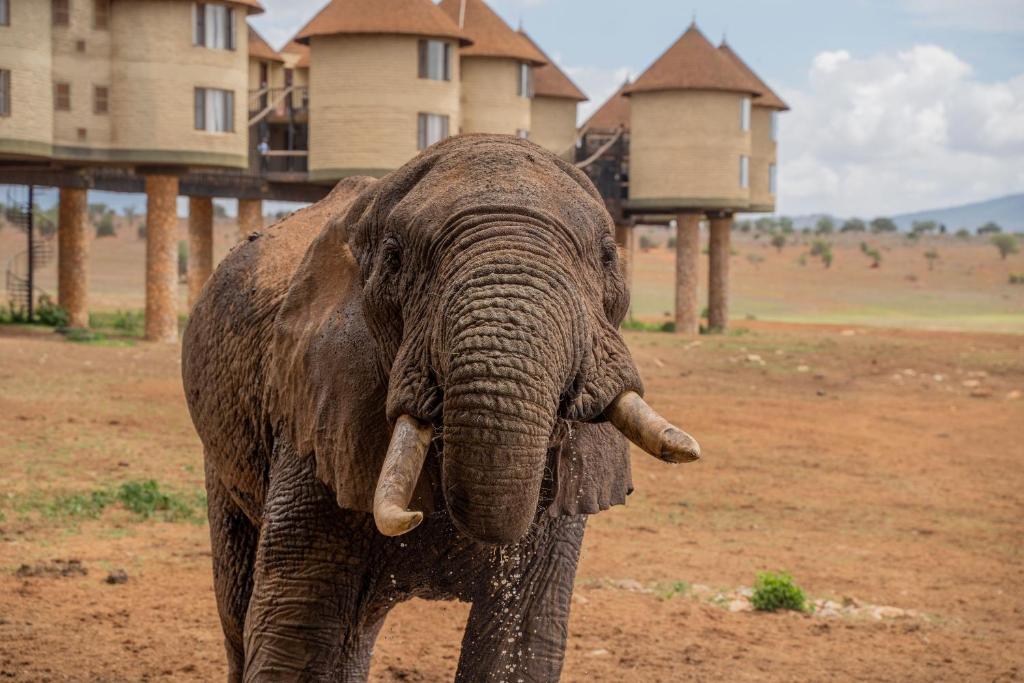 un éléphant debout devant une maison dans l'établissement Salt Lick Safari Lodge, à Tsavo