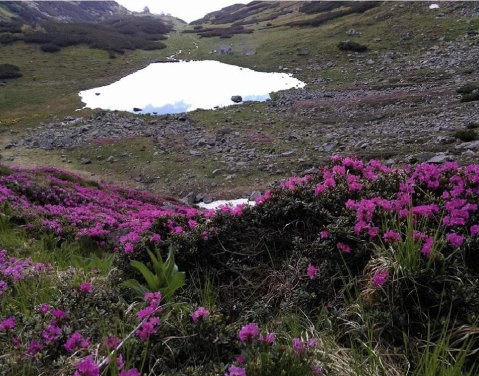 un campo di fiori rosa con un lago sullo sfondo di Pensiunea OK a Vişeu de Sus