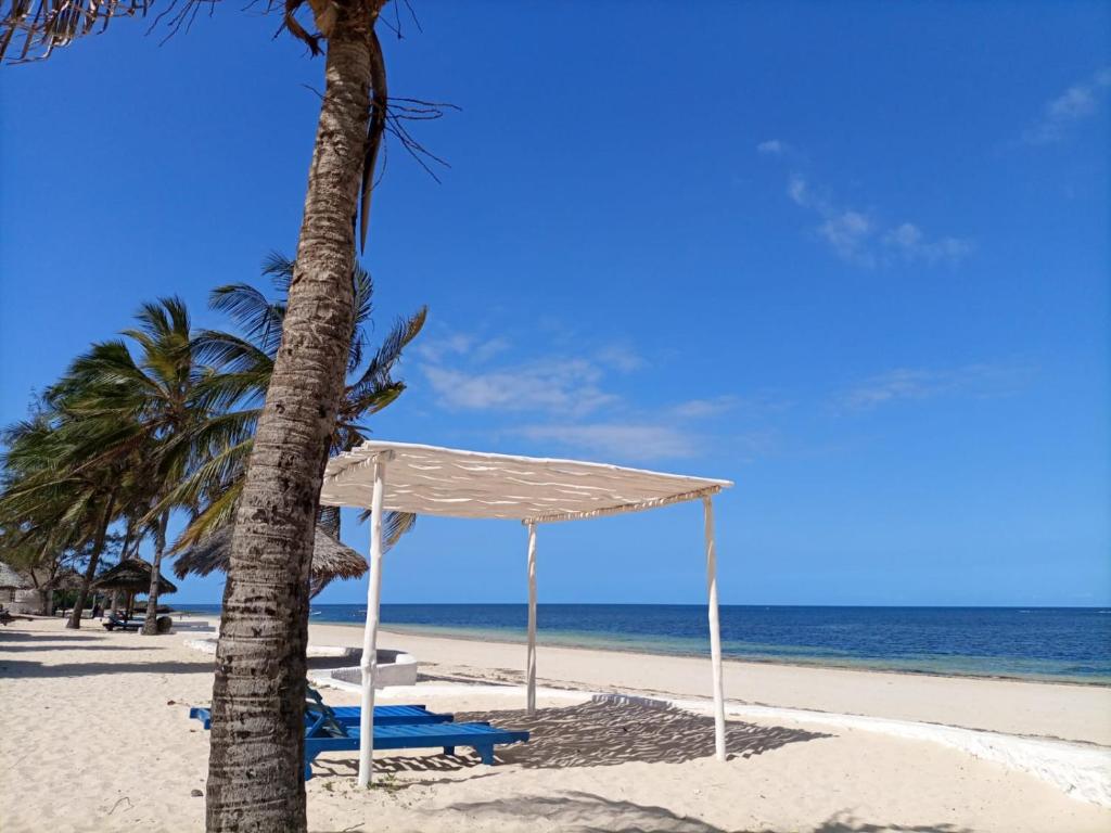 palma i baldachim na plaży w obiekcie Sophia house w mieście Malindi