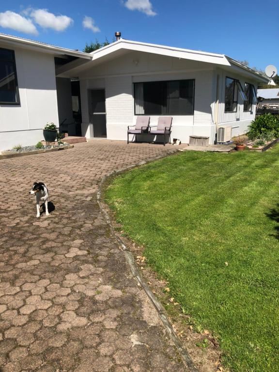 um cão parado no quintal de uma casa em Horseinaround em Cambridge