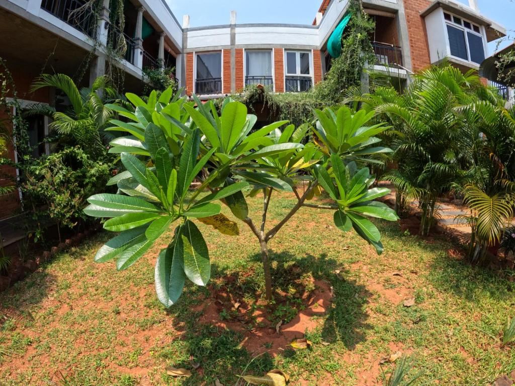 un pequeño árbol en el patio de una casa en Wow Farm House, en Auroville