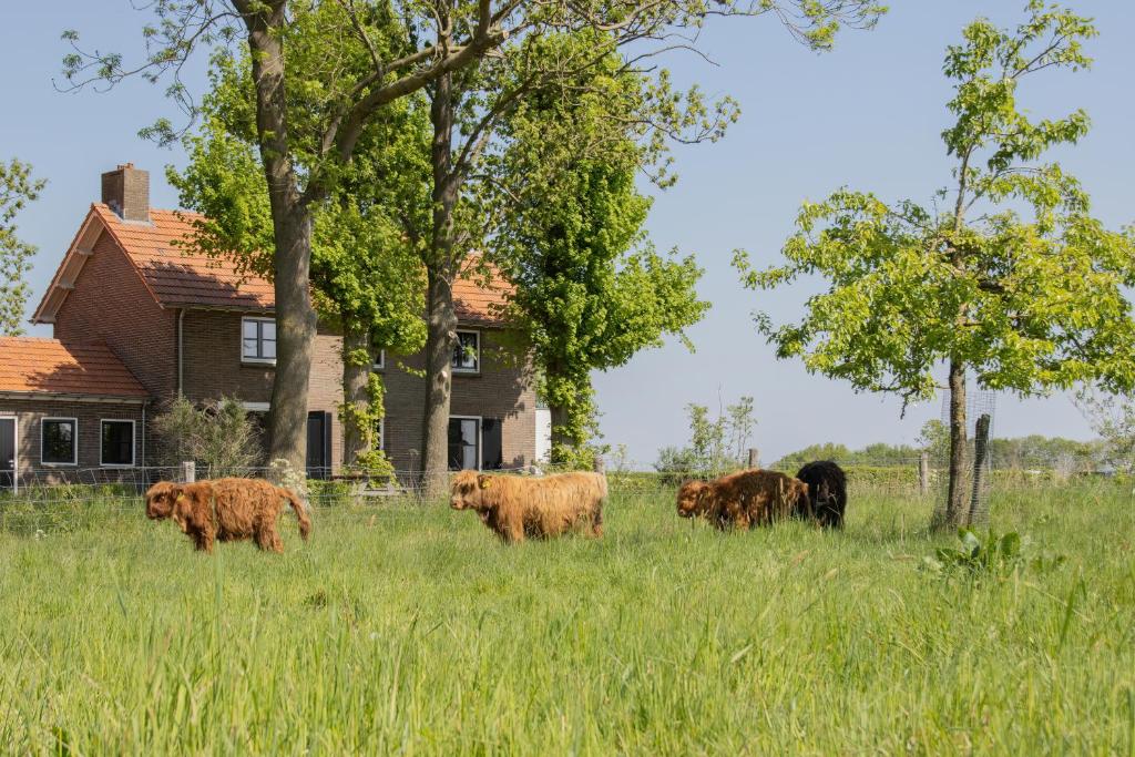 Grazelands - overnachten midden in de natuur : قطيع من رعي الماشية في حقل أمام المنزل