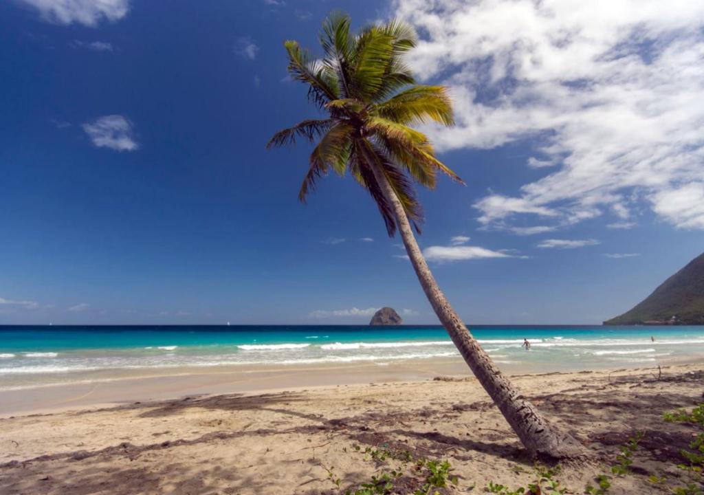 una palmera en una playa con el océano en Studio A101, près de la mer Village du Diamant, en Le Diamant