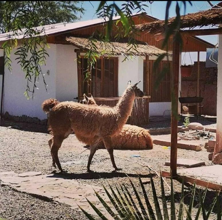 Cabañas Voyage Atacama في سان بيدرو دي أتاكاما: a llama walking in front of a house