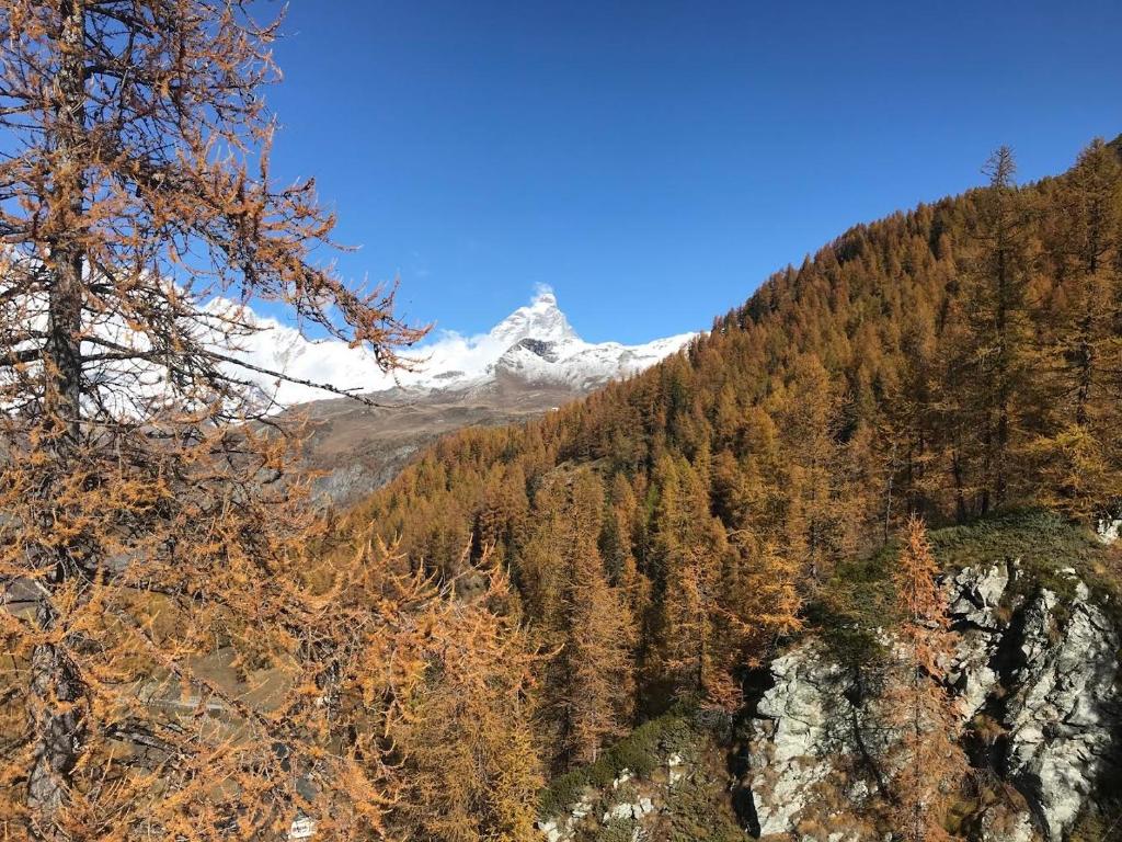 a snow covered mountain in the middle of a forest at appartamento Cervinia fronte Funivie in Breuil-Cervinia