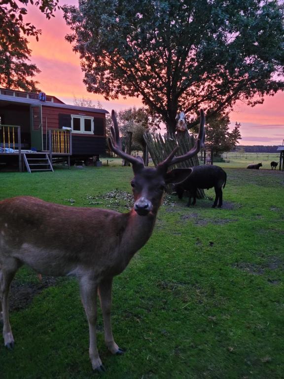 a deer with large horns standing in a field at B&B 't Maartensdijkse Bos in Maartensdijk