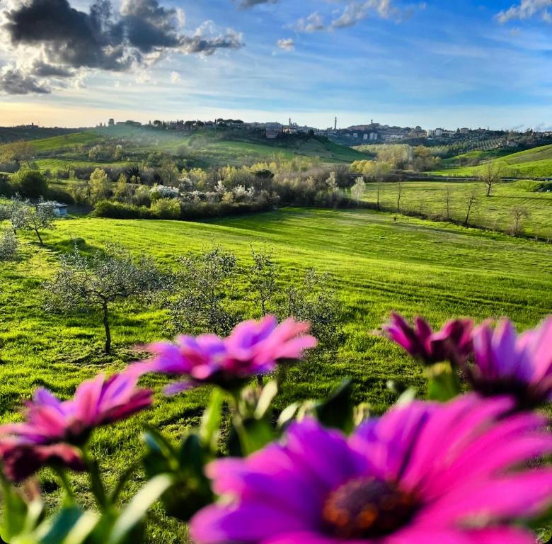 um campo com flores rosas em primeiro plano em Agriturismo La Corte del Sole em Siena