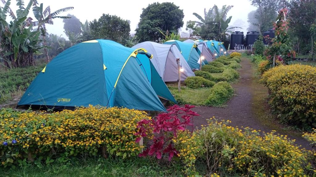 een rij tenten in een bloemenveld bij The Gate Rinjani in Sajang