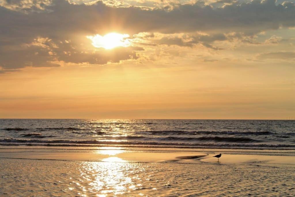 mewa spacerująca po plaży o zachodzie słońca w obiekcie Attico Torvaianica vista mare w mieście Torvaianica