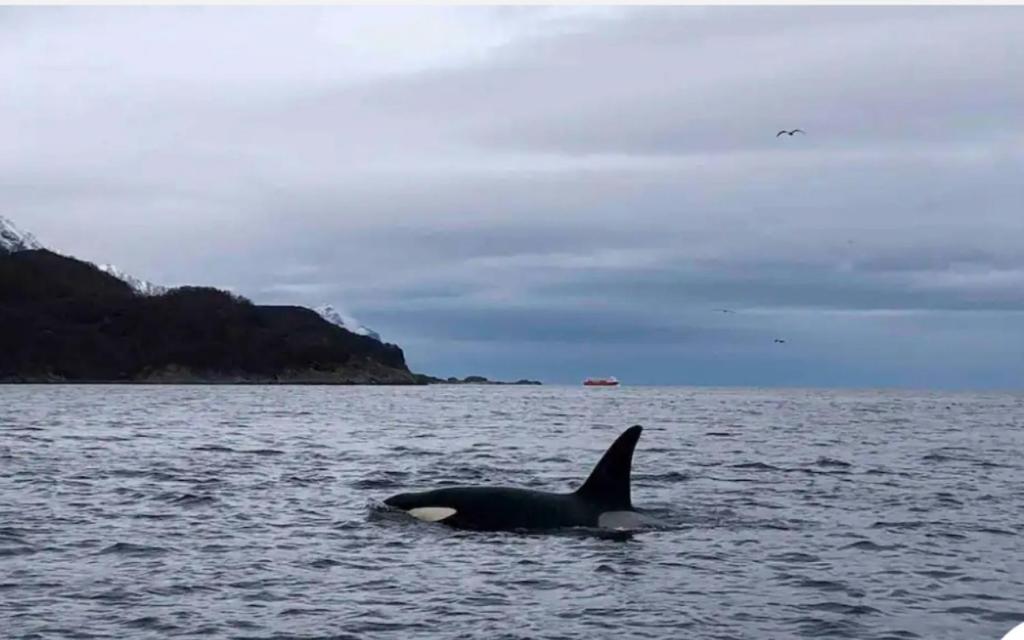 a killer whale swimming in the water at Aurora dream in Skjervøy