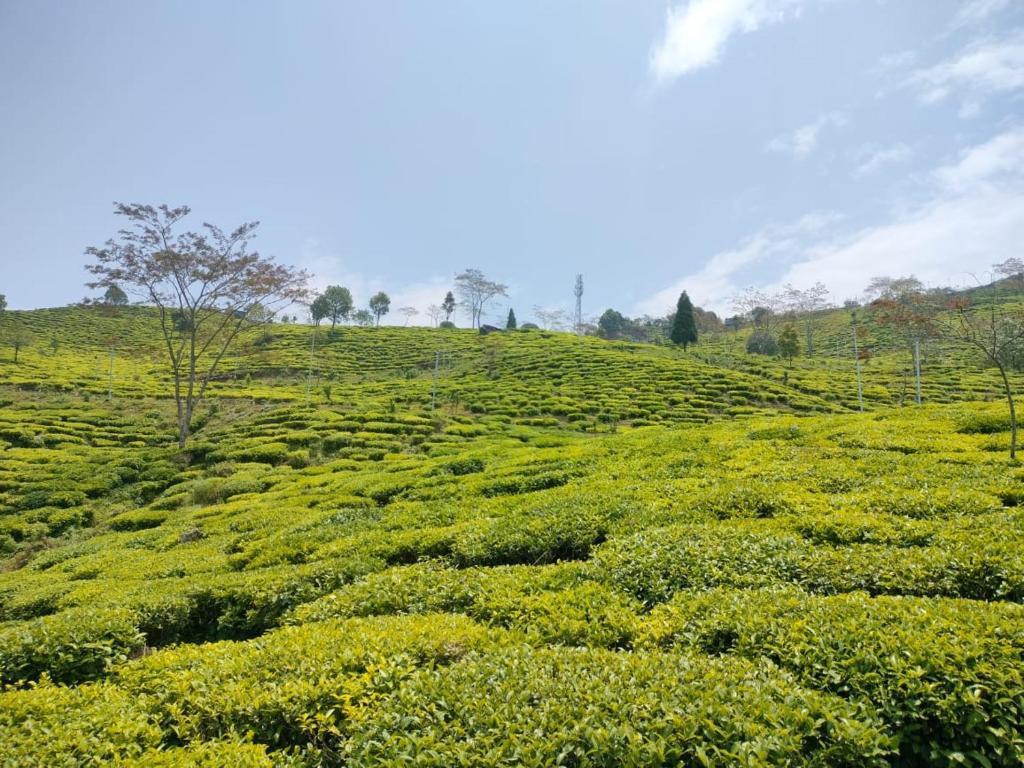 un champ vert avec des fleurs jaunes sur une colline dans l'établissement Mukhia's HomeStay Amayras, à Darjeeling