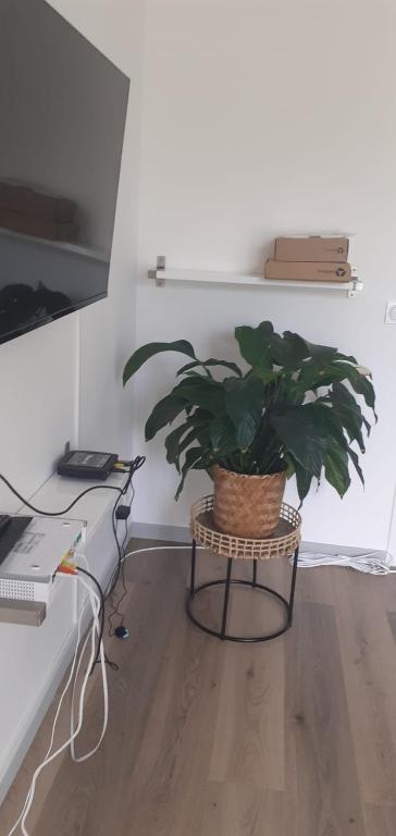 een plant op een stand in een kamer bij appartement proche paris et Roissy in Persan