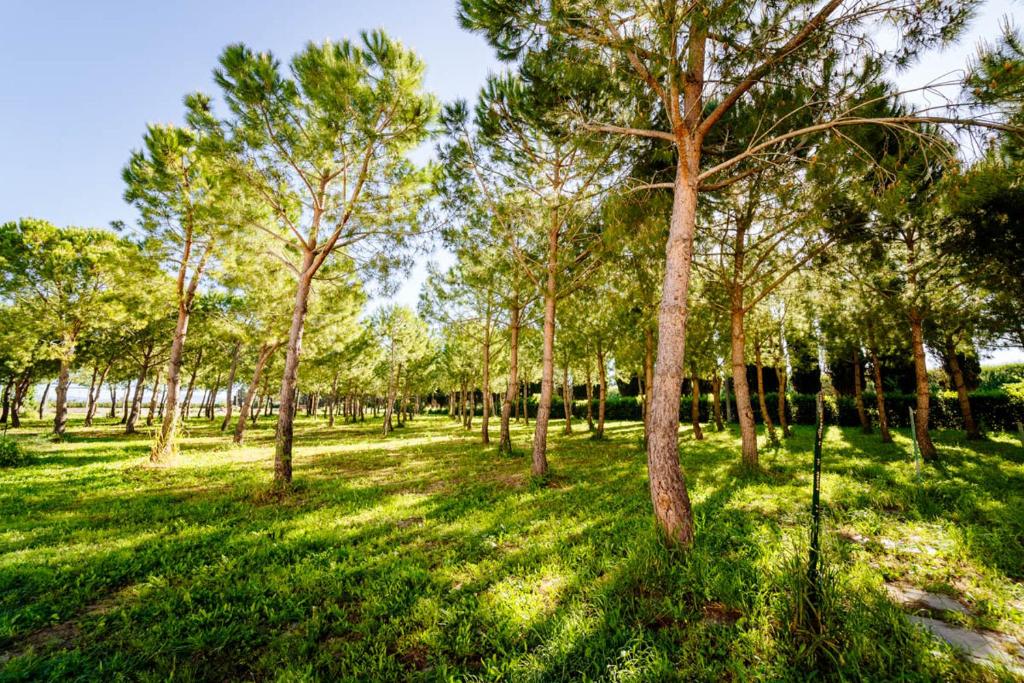 un grupo de árboles en un campo de hierba en Agriturismo Bio San Mamiliano, en Grosseto