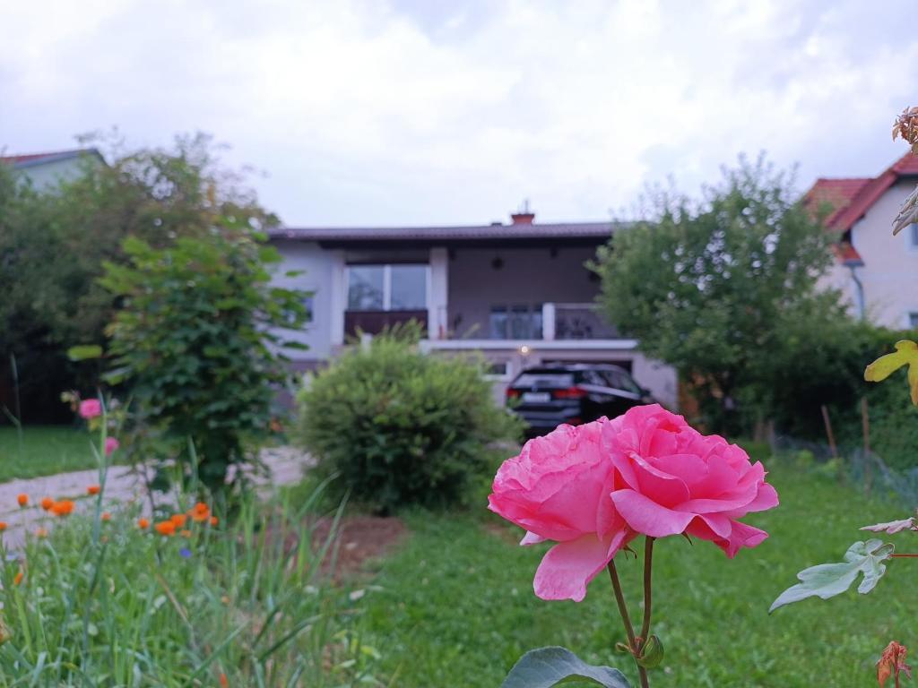 una rosa nel cortile di una casa di A place to be - Ruhelage mit gratis Parkplatz a Graz