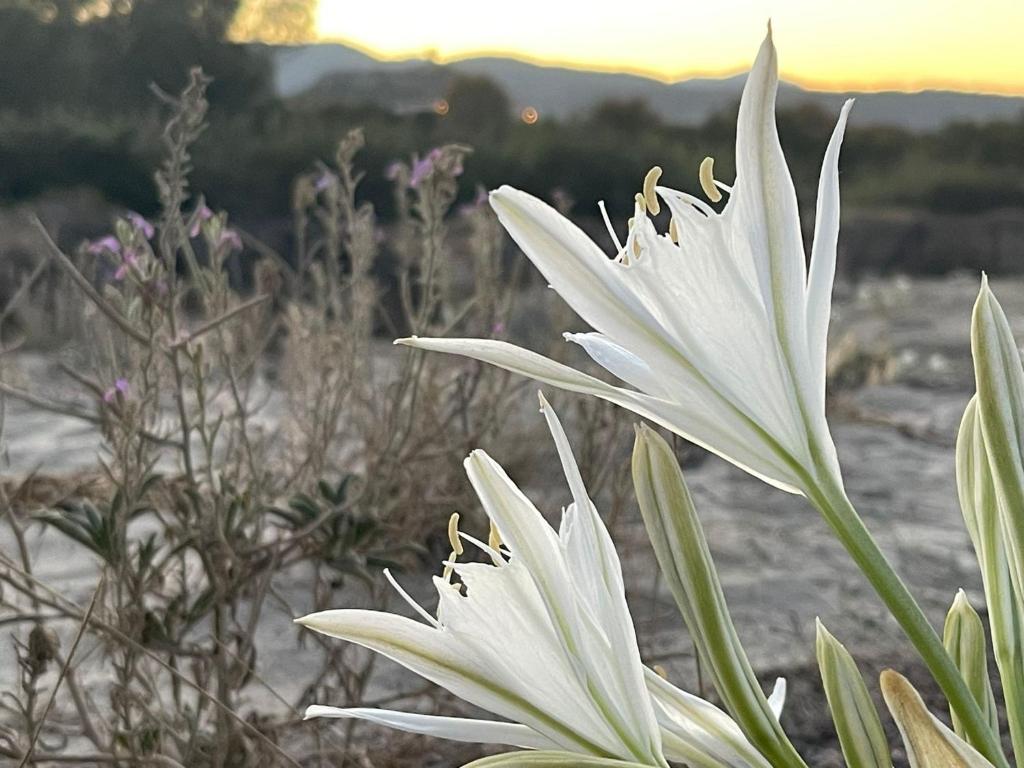 een witte bloem met de zonsondergang op de achtergrond bij Sunrise Sardinia Posada in Posada