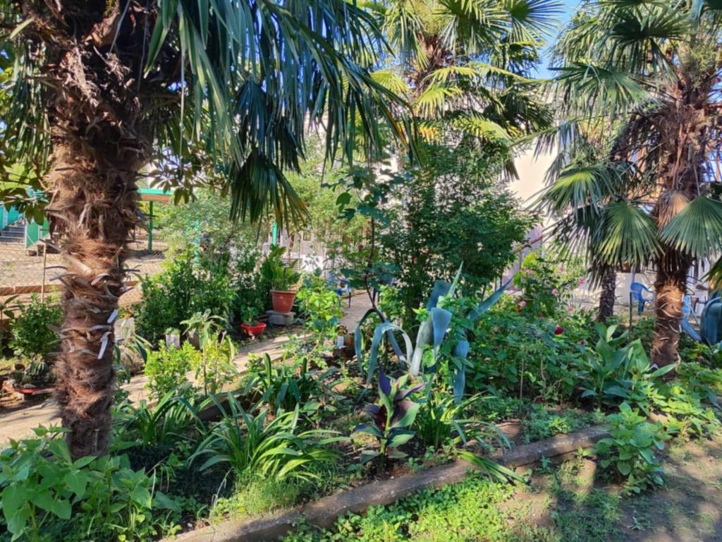 een tuin met palmbomen en planten bij M & D hotel in Tskaltubo