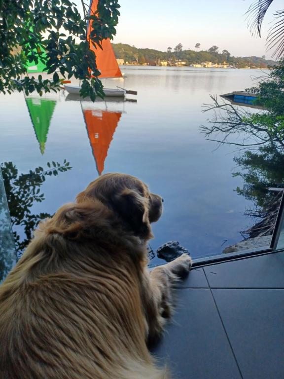 Majutusasutuse Lakehouse 24hs Hostel Lagoa Conceicāo külastajatega peatuv lemmikloom või lemmikloomad