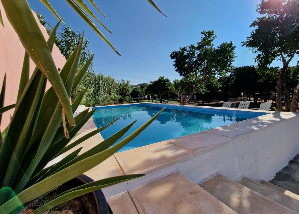 a swimming pool with a plant in the foreground at Quinta da Ponte das Hortas 1 in Elvas