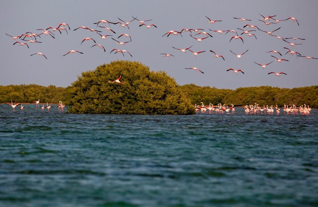 una manada de aves volando sobre un cuerpo de agua en Flamingo Beach Hotel, en Umm Al Quwain