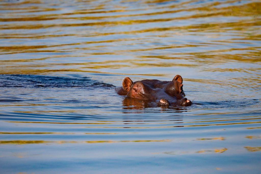 Animals al lodge o a prop