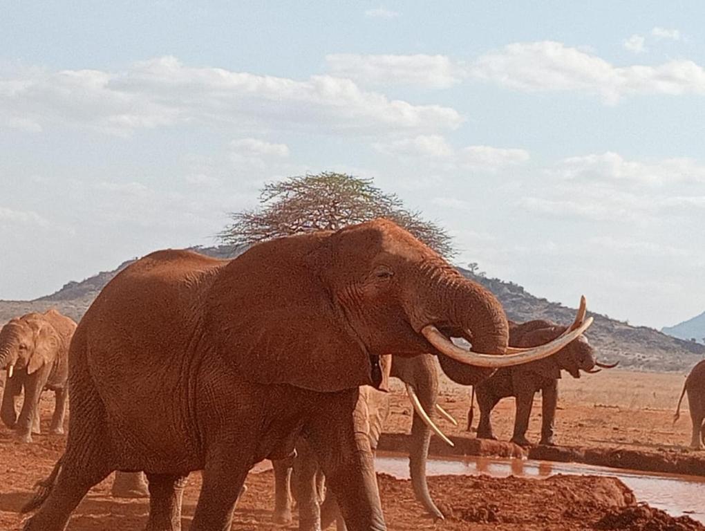 Animales en el hotel o alrededores