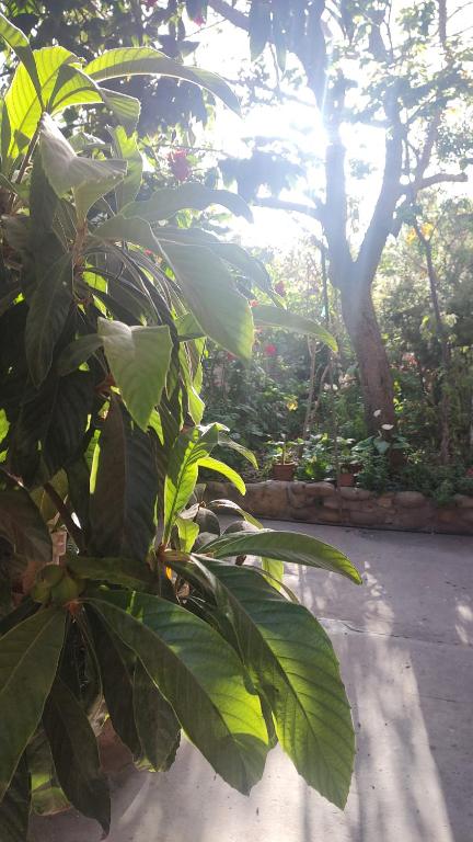 a plant with large green leaves in a garden at Habitacion y Baño Privado in La Serena