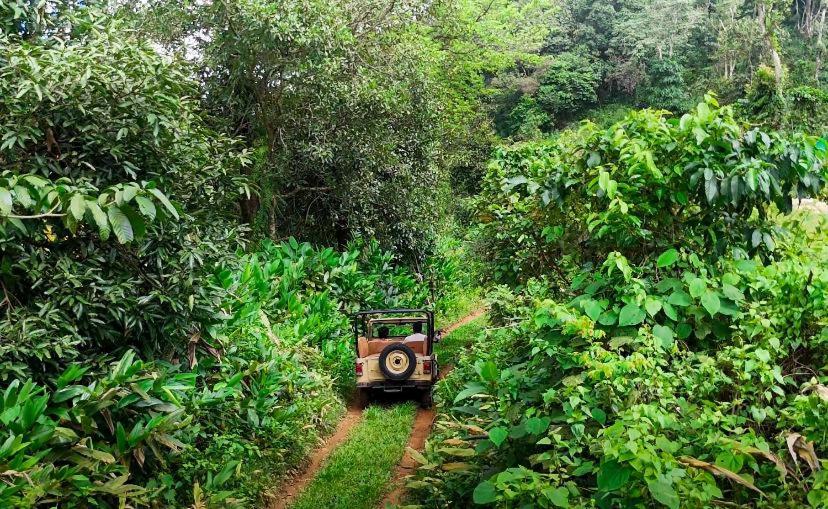 Janiro Tea Trees Villas by GreenEscapes في فيثايراي: a truck driving down a dirt road through a forest