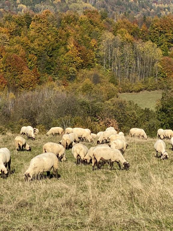 stado owiec wypasających się na polu w obiekcie Penzion pod Brehom w Tierchowej