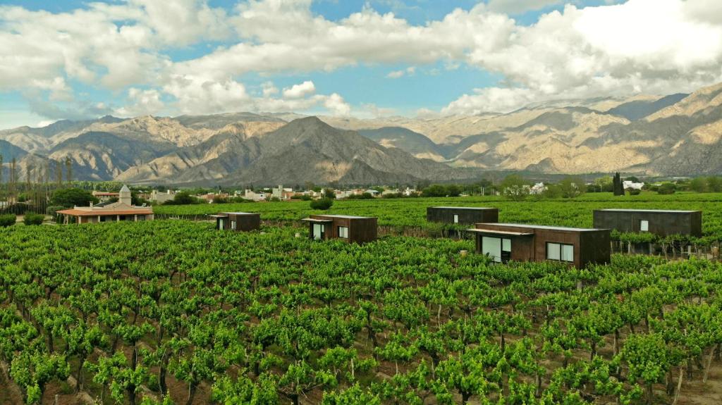 ein Feld grüner Reben mit Bergen im Hintergrund in der Unterkunft El Porvenir Wine Lodge in Cafayate