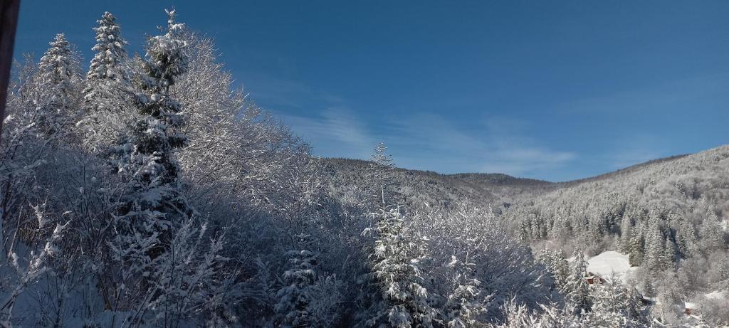 una foresta innevata con alberi e una montagna di Villa Gold a Jaremče