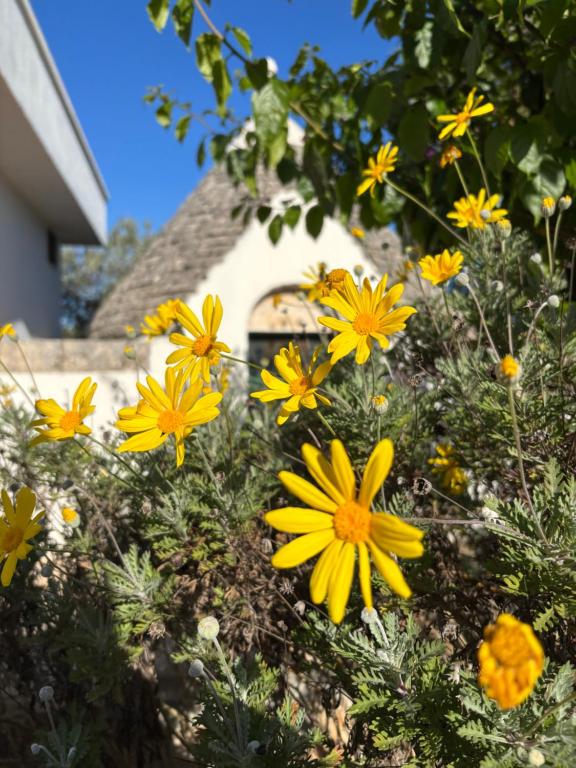 Jardí fora de VilIino Lucia