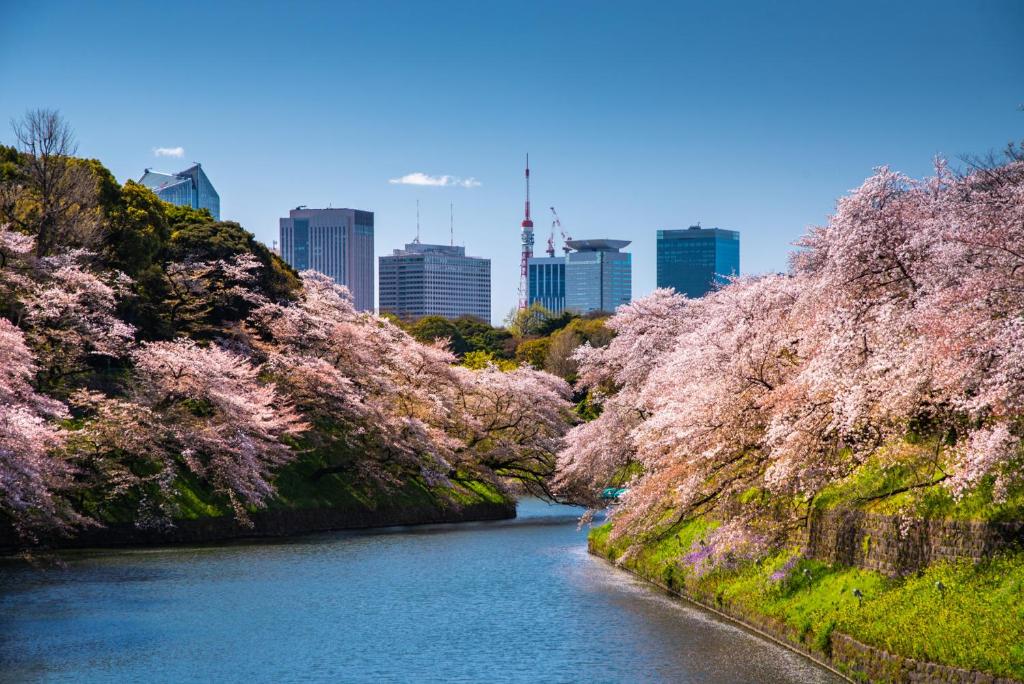 rzeka z drzewami withakura przed miastem w obiekcie Four Seasons Hotel Tokyo at Marunouchi w Tokio