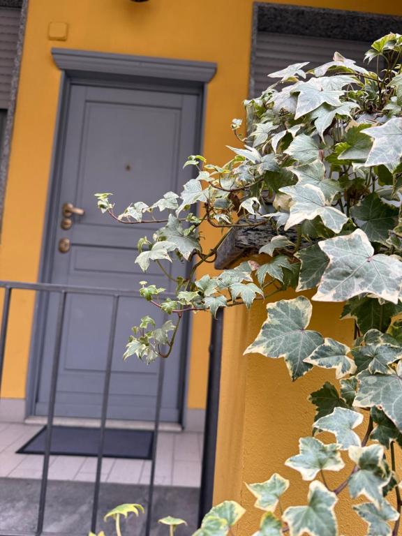 una puerta de una casa con una planta delante de ella en Gionas - Casa indipendente in zona strategica, en Milán