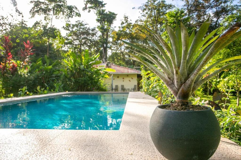 Bazen u ili blizu objekta Colores del Caribe dependencia del hotel Casa Merlin