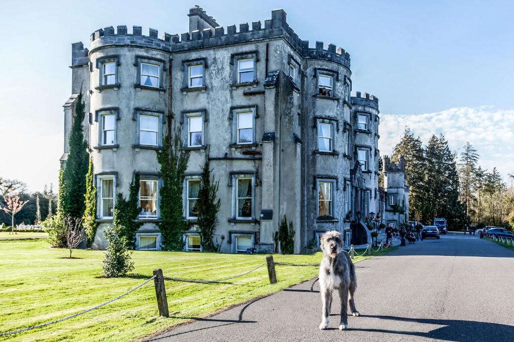 Ballyseede Castle في ترالي: كلب يقف أمام مبنى قديم