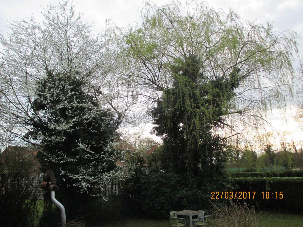 twee bomen en een bank in een tuin bij B&B Roseland in Brugge