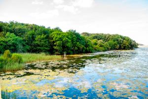 une rivière remplie de nombreux nénuphars dans l'établissement Playa De Arnadal Isla, à Isla