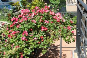 Jardin de l'établissement Flowers Apartments