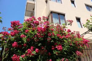 une grande brousse de fleurs roses devant un bâtiment dans l'établissement Flowers Apartments, à Nessebar