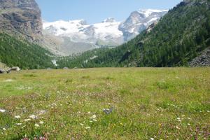 a field of flowers in a field with mountains at Hotel Le Petit Abri in Champoluc