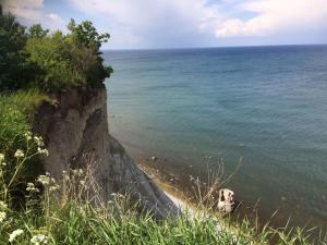 una vaca parada en una playa junto al océano en Urlaub unter Reet, en Bergen auf Rügen