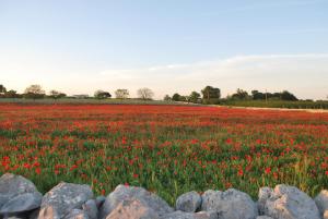 un campo de flores rojas con rocas en primer plano en Hotel Donatello, en Alberobello