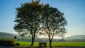 twee bomen en een bank in een park bij Ferienwohnung & Gästezimmer Schrichten in Schmallenberg