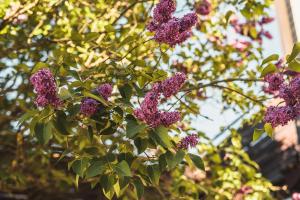 a bunch of purple flowers on a tree at Krauklis beach apartments in Saulkrasti