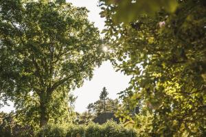 a group of trees with the sun shining through them at Krauklis beach apartments in Saulkrasti