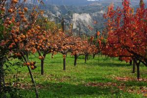 Un paisaje natural cerca de la casa de huéspedes