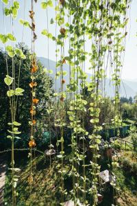 a bunch of plants are growing in a garden at Orchards House - The Hidden Tribe in Manāli